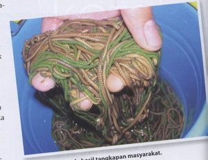 cacing nyale dari lombok tengah - http://www.munsypedia.blogspot.com/